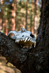 skull in the forest