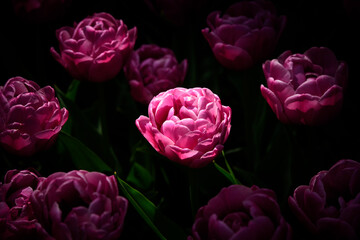 tulips in the spotlight