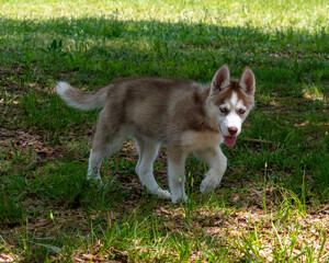 siberian husky puppy Mid step © James Crittenden