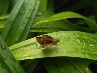 View of skipper butterfly feeding on large ochlode (sylanus sylvanus) sitting on green leaf with...