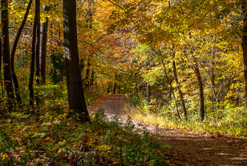 Fototapeta premium Old dirt road linned with golden trees in Michigan USA