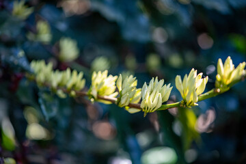 Flor del café de altura