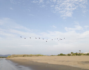 Aves en migración