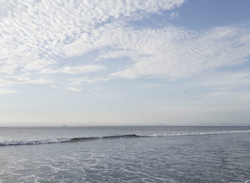 Aves en el mar