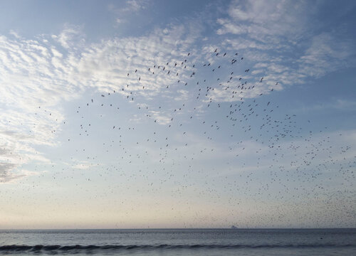 blue sky and seagulls