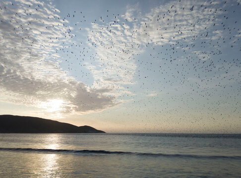 Descanso de aves
