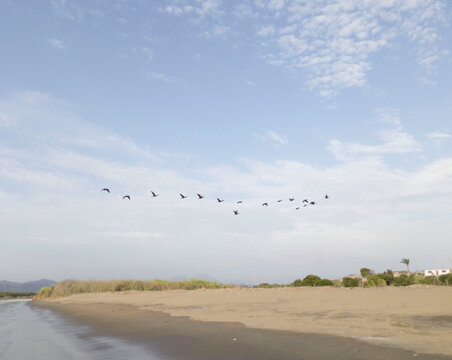 Aves en migraci&oacute;n