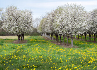 Peach trees in springtime are covered in a massive amount of white and pink blossoms in this...