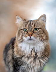 Naklejka na ściany i meble Portrait of a Beautiful calico cat
