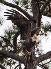 bald eagle spreading its wings on a branch