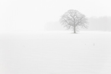 Fototapeta na wymiar Lone Tree in a Farm Field in a Winter Snow Storm