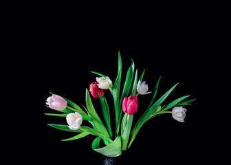 A bunch of white tulips isolated on a black background. Drops of water are found on fresh flowers and leaves. Copy space.