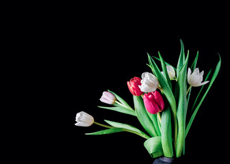 A bouquet of fresh tulips is on a black background. Luxurious bunch of flowers with drops of water on the leaves and buds. Copy space.