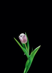 The pink tulip is isolated on a black background and brightly lit. Copy space.