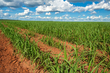 sugar cane seedlings planted in a field in Brazil