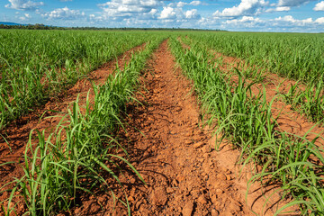 sugar cane seedlings planted in a field in Brazil
