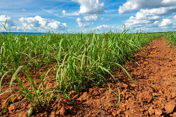 sugar cane seedlings planted in a field in Brazil