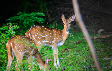 Naklejka na ściany i meble Sri Lankan axis deer grazing while one on the lookout in the last light at Udawalawe forest.