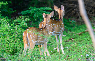 Pair of deers heading into the dark bushes of Udawalawa forest.