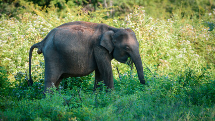 Young Asian elephant excrement while grazing in the grassy field.