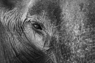 Elephant's eye close-up shot. The aged wrinkled skin of an Asian giant in the wild.