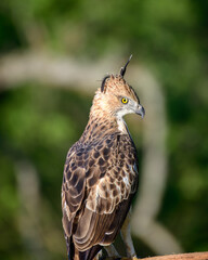 Obraz premium Beautiful eagle close-up photograph. Changeable hawk eagle perch on a branch and look back at the camera. spotted in the Udawalawe national park during the safari tour. Majestic predators in the wild.