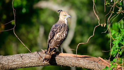 Crested hawk-eagle perched on a tree branch facing the evening light, close-up wildlife photography. Spotted during the safari at Udawalawa national park in Sri Lanka. Crested hawk-eagle portraiture.