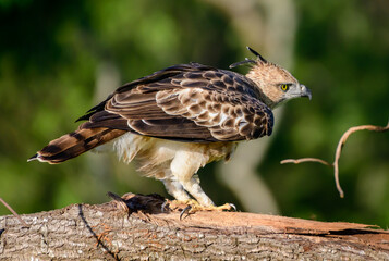 Crested hawk-eagle ready to take off from the tree branch, spotted in the Udawalawe national park safari in the evening.