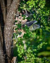 Eagle flying behind the tree, perfect camouflage in the wild. Crested hawk-eagle photograph captured during the safari tour in the Udawalwe national park.