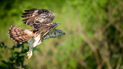 Crested hawk-eagle bird in flight close up, eagles hunting prey in action, photograph captured in Udawalawa national park safari,