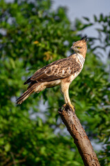 Crested hawk-eagle perched in a bare treetop in the evening at Udawalawa national park forest, Crested hawk-eagle is also known as changeable hawk-eagle (Nisaetus Cirrhatus).