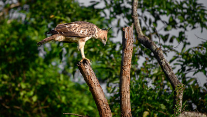 Crested hawk-eagle perch at the dead treetop and looking down. Majestic hunters in the wild. Powerful claws and the sharp beak with focused eyes that eagle possessed, a deadly combination for hunting.