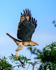 Crested hawk-eagle in flight. Majestic hunters in the wild. Powerful claws and the sharp beak with focused eyes are a deadly combination for hunting. Glowing evening light hits the bird's underparts.