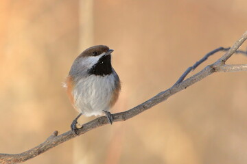 Boreal chickadee perched on a branch looking up and right