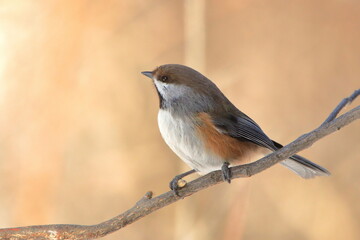 Boreal chickadee perched on a branch side view looking left