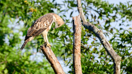 Eagle bends and cleans its feathers, as its focus on the feathers iris gets narrower. Beautiful Changeable hawk-eagle in the Udawalawa forest tree top.