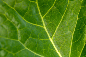 Selective focus of organic collard, Brassica oleracea, green leaf  close-up in Brazil