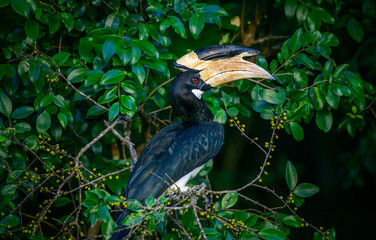 A beautiful Malabar hornbill bird with red eyes sits on a wild fruits tree in the dark. close up bird portraiture shot. Spotted in the Udawalawa national park.