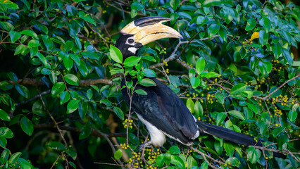 Lesser pied hornbill bird sits on a wild fruits tree branch and looks back.