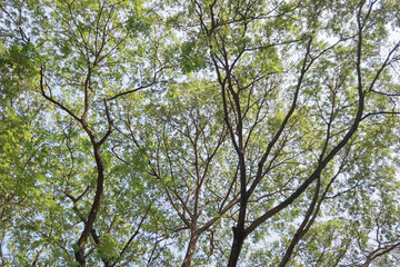 Landscape the big tree with nature background