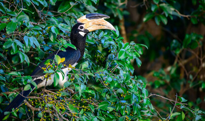 Malabar pied hornbill bird perched on a wild berry fruit tree.