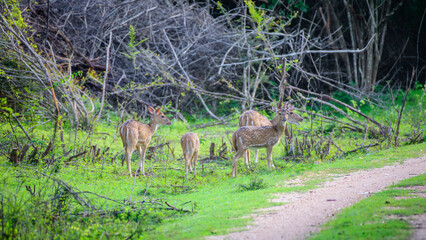 Herd of Sri Lankan axis deer grazing fresh grass at Udawalawe forest in the evening, Sri Lankan axis deer is also called as Ceylon spotted deer