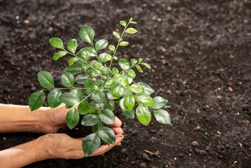 planting a seedling