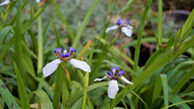 Neomarica gracilis also known as Brazilian Walking Iris or lily, Trimezia, Marica, Cypella