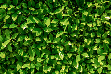 식물, 녹차, 녹차잎, 나뭇잎, 건강, 신선