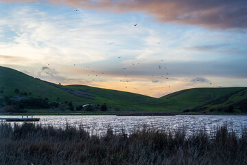 Birds Flying Over Pond near Sunset in Coyote Hills Regional Park, Fremont, California