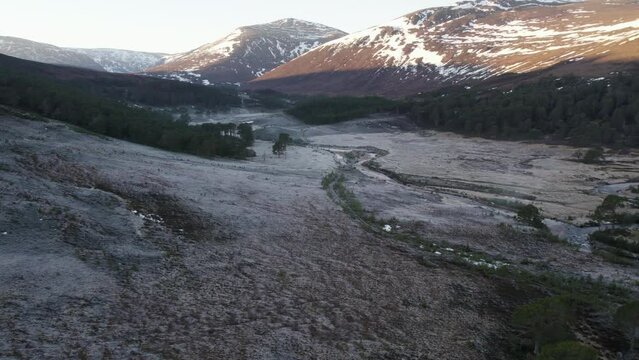 Aerial drone footage rising slowly above a canopy of ancient Caledonian pine trees (Pinus sylvestris), to reveal frosty heather moorland, rivers and snowy mountains. Glen Lui, Cairngorms National Park