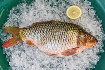 Carp fish, Fresh raw fish on ice for cooked food with lemon background, common carp freshwater fish...