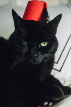 black cat lounging wearing tiny red Fez hat 