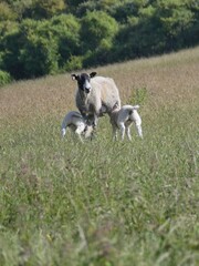 Obraz premium Baby Lambs Feeding From Mother In Nature